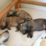 chiot chien loup tchécoslovaque âgé de 3 semaines