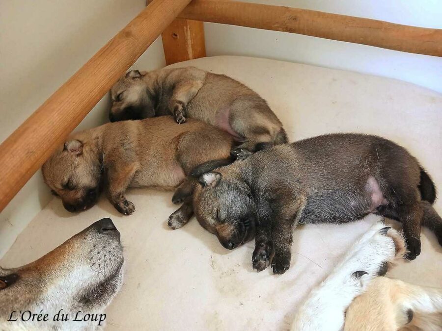 chiot chien loup tchécoslovaque âgé de 3 semaines