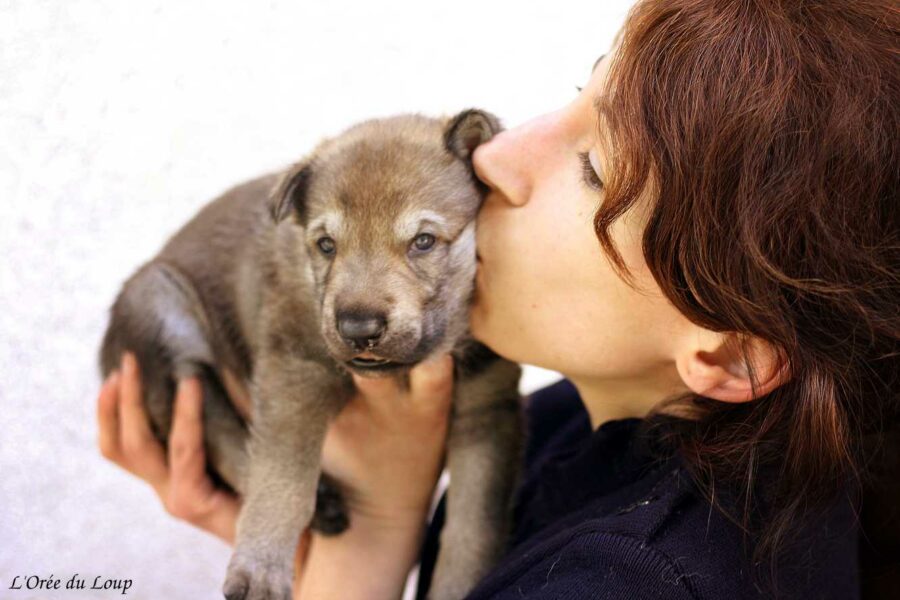 chiot chien loup tchécoslovaque âgé de 3 semaines