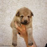 chiot chien loup tchécoslovaque âgé de 3 semaines