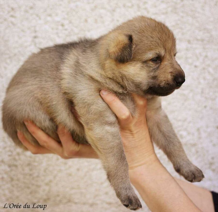 chiot chien loup tchécoslovaque âgé de 3 semaines