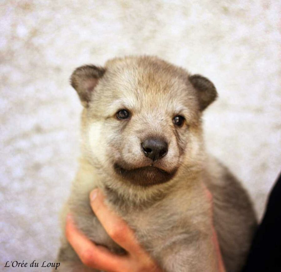 chiot chien loup tchécoslovaque âgé de 3 semaines