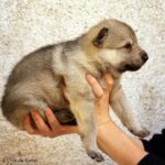 chiot chien loup tchécoslovaque âgé de 3 semaines