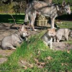 chiot chien-loup tchécoslovaque 5 semaines