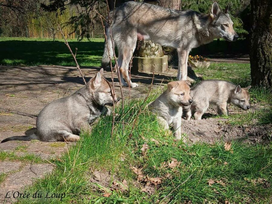 chiot chien-loup tchécoslovaque 5 semaines