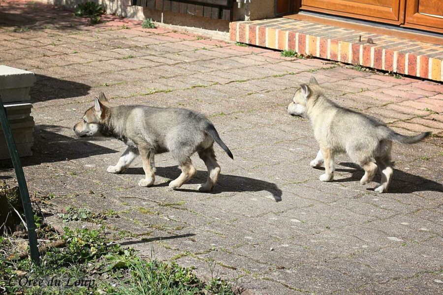chiot chien-loup tchécoslovaque 5 semaines