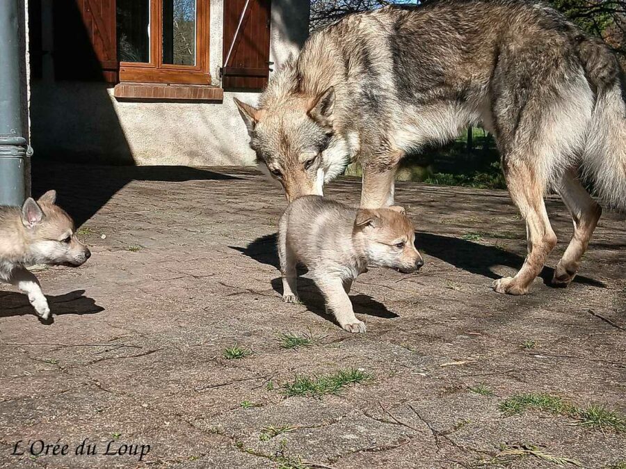 chiot chien-loup tchécoslovaque 5 semaines