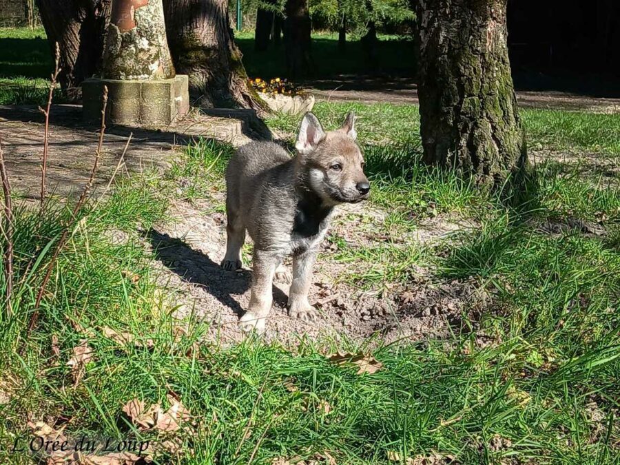 chiot chien-loup tchécoslovaque 5 semaines
