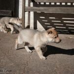 chiot chien-loup tchécoslovaque 5 semaines