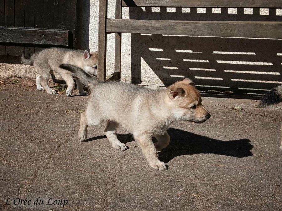 chiot chien-loup tchécoslovaque 5 semaines