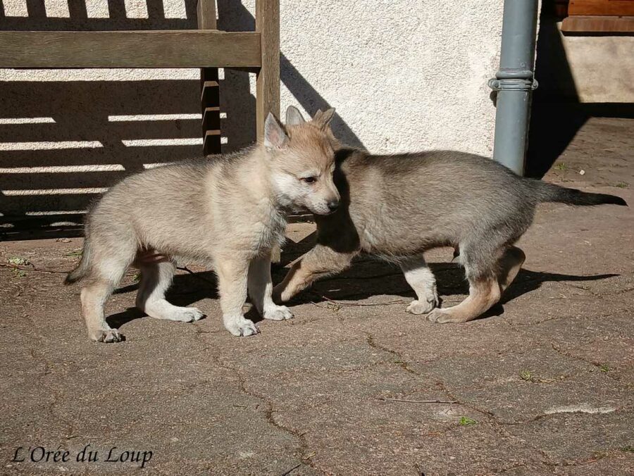 chiot chien-loup tchécoslovaque 5 semaines