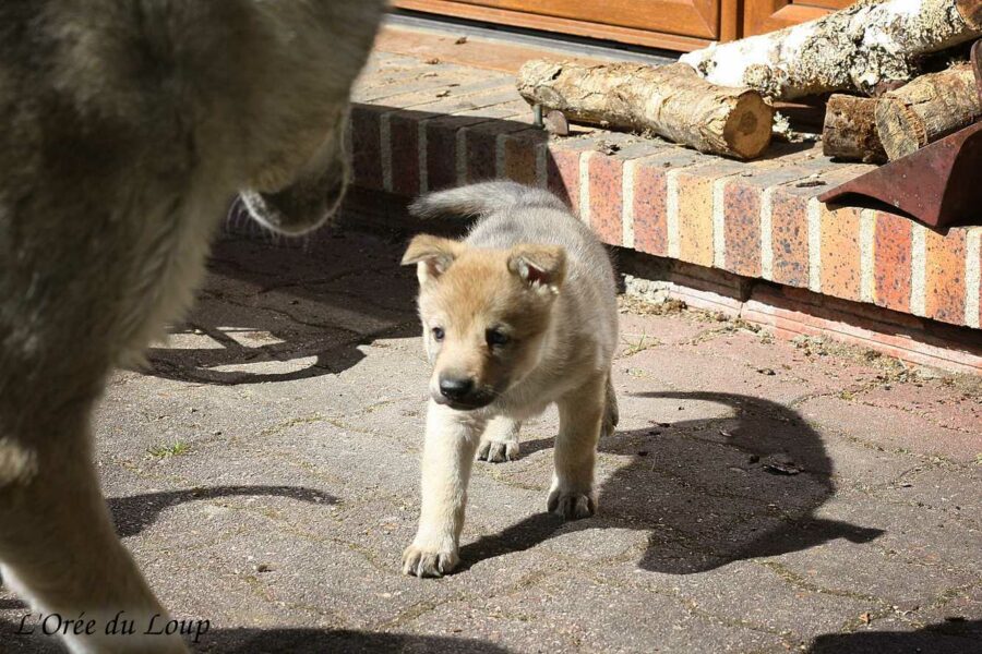 chiot chien-loup tchécoslovaque 5 semaines