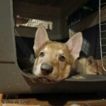 chiot chien-loup tchécoslovaque s'endort