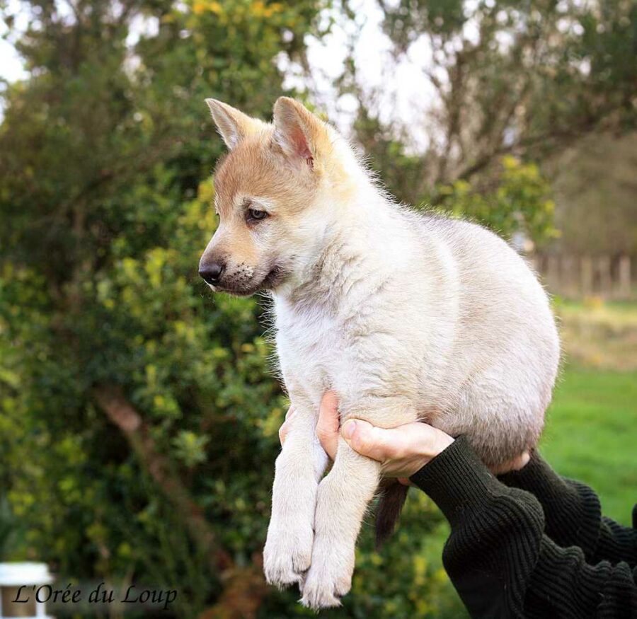 chiot chien-loup tchécoslovaque 6 semaines