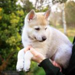 chiot chien-loup tchécoslovaque 6 semaines