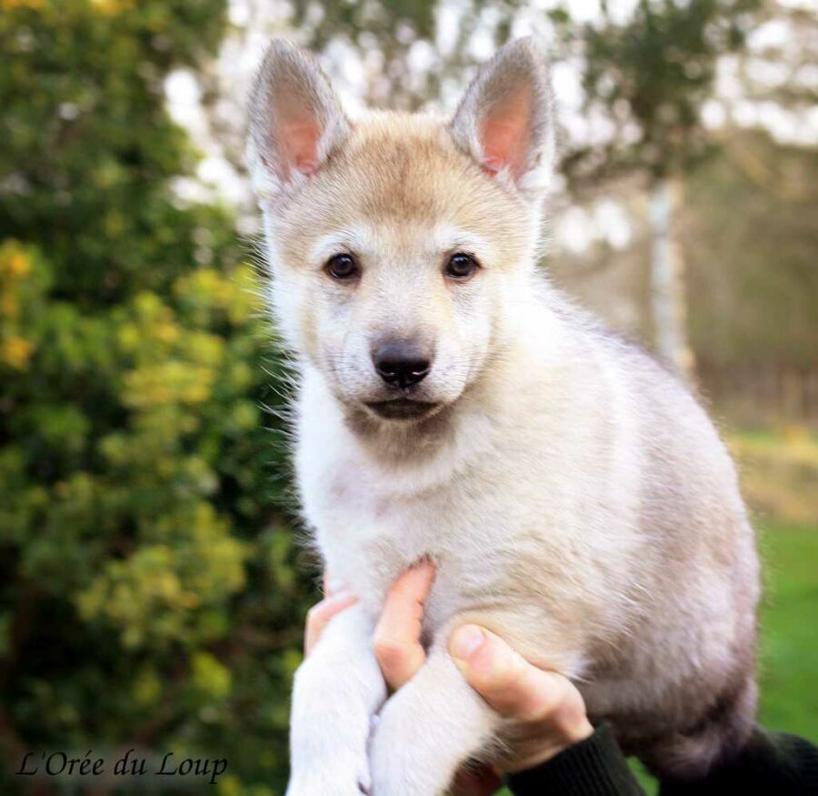 chiot chien-loup tchécoslovaque 6 semaines
