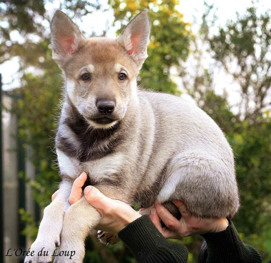 chiot chien-loup tchécoslovaque 6 semaines