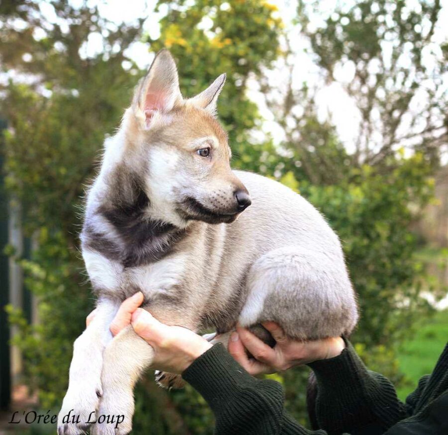 chiot chien-loup tchécoslovaque 6 semaines