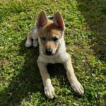 Aïka de l'Orée du Loup