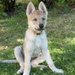 Aïka de l'Orée du Loup