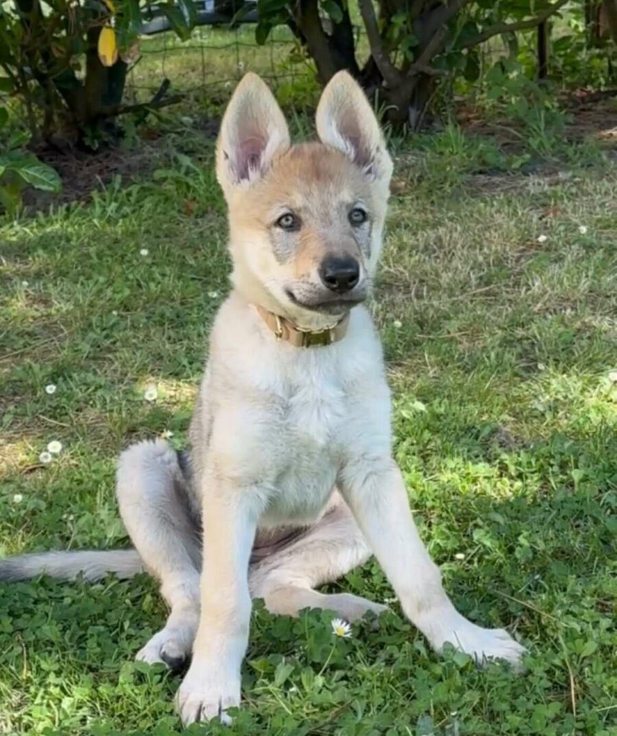 Aïka de l'Orée du Loup