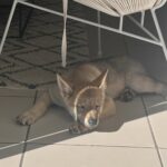 Aïka de l'Orée du Loup