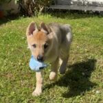 Aïka de l'Orée du Loup