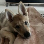 Aïka de l'Orée du Loup