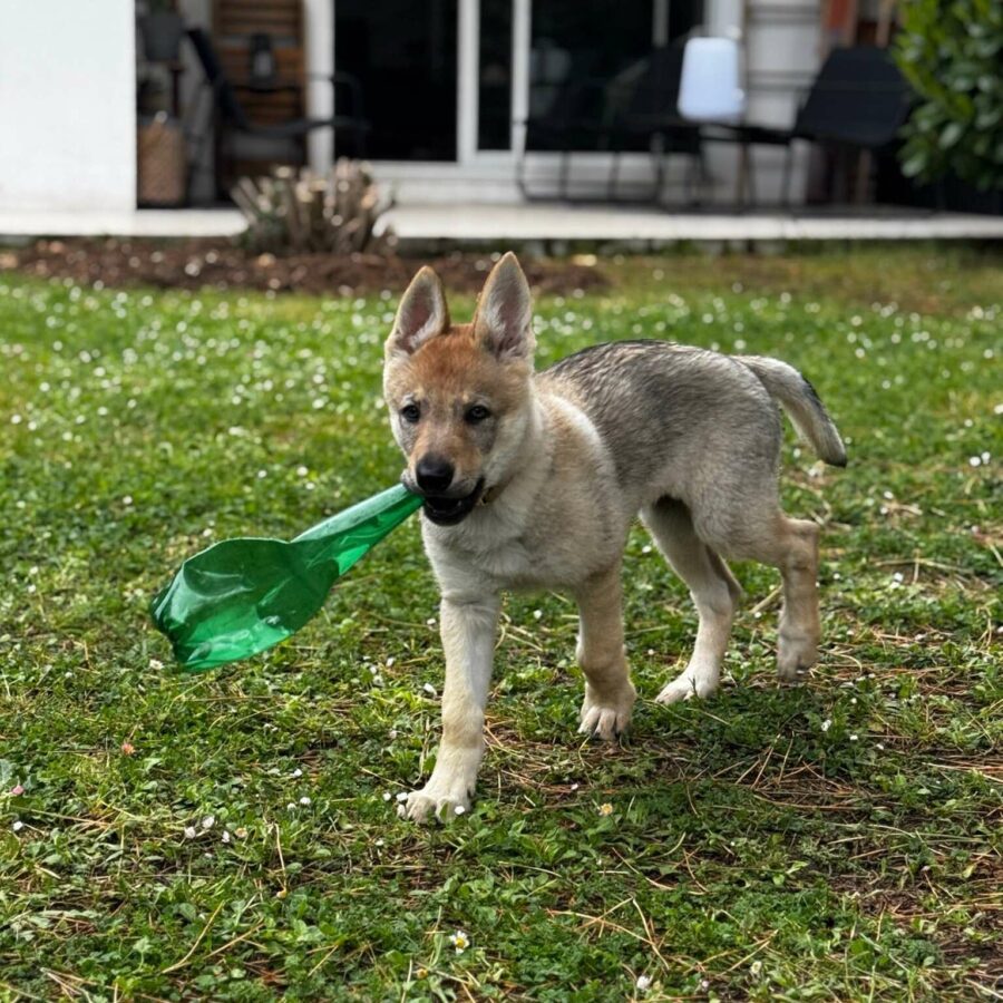 Aïka de l'Orée du Loup
