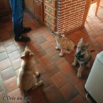 chiot chien-loup tchécoslovaque 7 semaines - l'Orée du Loup