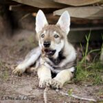 chiot chien-loup tchécoslovaque 7 semaines - l'Orée du Loup