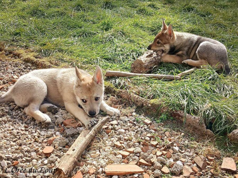 chiot chien-loup tchécoslovaque 7 semaines - l'Orée du Loup