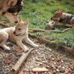 chiot chien-loup tchécoslovaque 7 semaines - l'Orée du Loup