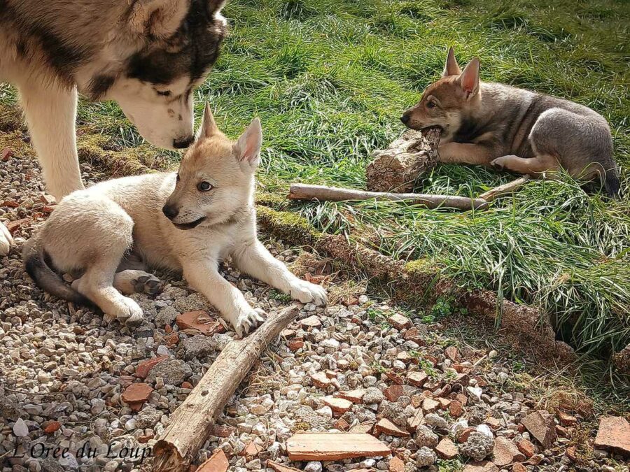 chiot chien-loup tchécoslovaque 7 semaines - l'Orée du Loup