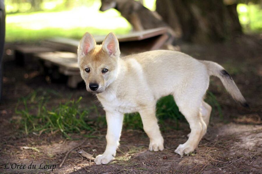 chiot chien-loup tchécoslovaque 7 semaines - l'Orée du Loup
