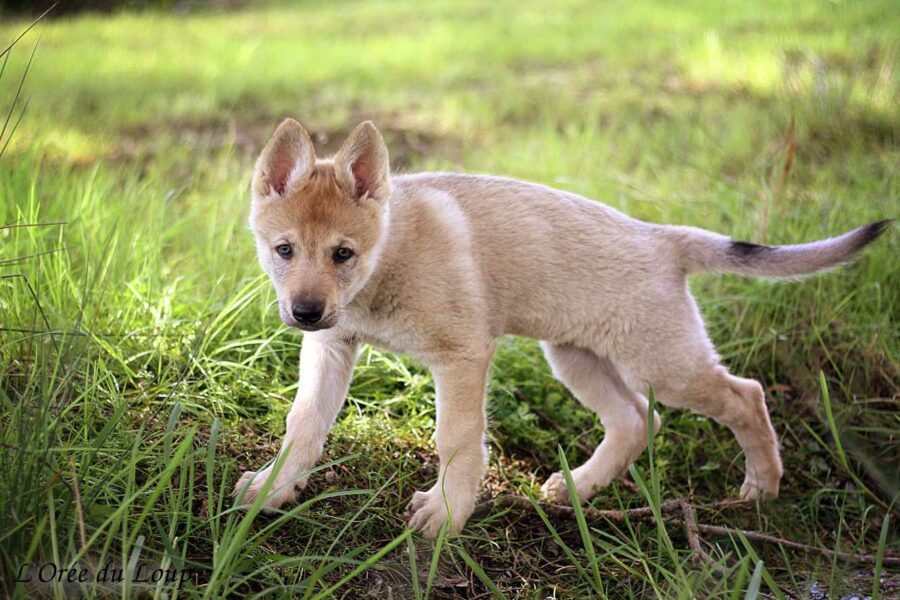 chiot chien-loup tchécoslovaque 7 semaines - l'Orée du Loup