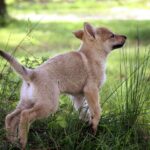 chiot chien-loup tchécoslovaque 7 semaines - l'Orée du Loup