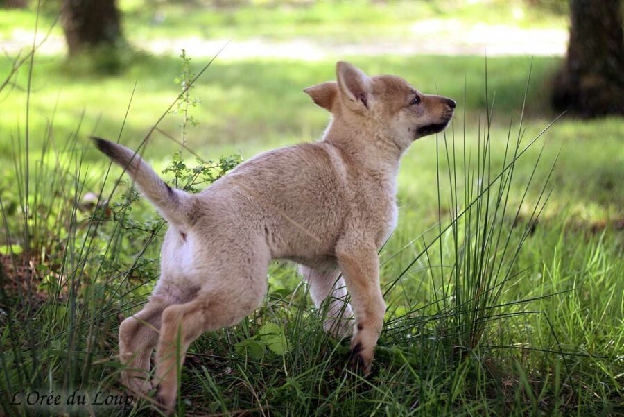 chiot chien-loup tchécoslovaque 7 semaines - l'Orée du Loup