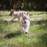 chiot chien-loup tchécoslovaque 7 semaines - l'Orée du Loup