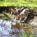 chiot chien-loup tchécoslovaque 7 semaines - l'Orée du Loup