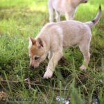 chiot chien-loup tchécoslovaque 7 semaines - l'Orée du Loup