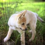 chiot chien-loup tchécoslovaque 7 semaines - l'Orée du Loup