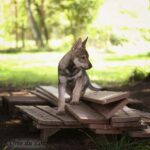 chiot chien-loup tchécoslovaque 7 semaines - l'Orée du Loup