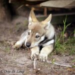 chiots ont 8 semaines - chien-loup tchécoslovaque - l'Orée du Loup