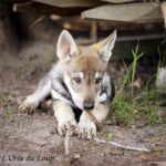 chiot chien-loup tchécoslovaque 7 semaines - l'Orée du Loup