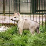 chiot chien-loup tchécoslovaque 5 semaines - L'Orée du Loup