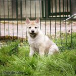 chiot chien-loup tchécoslovaque 5 semaines - L'Orée du Loup