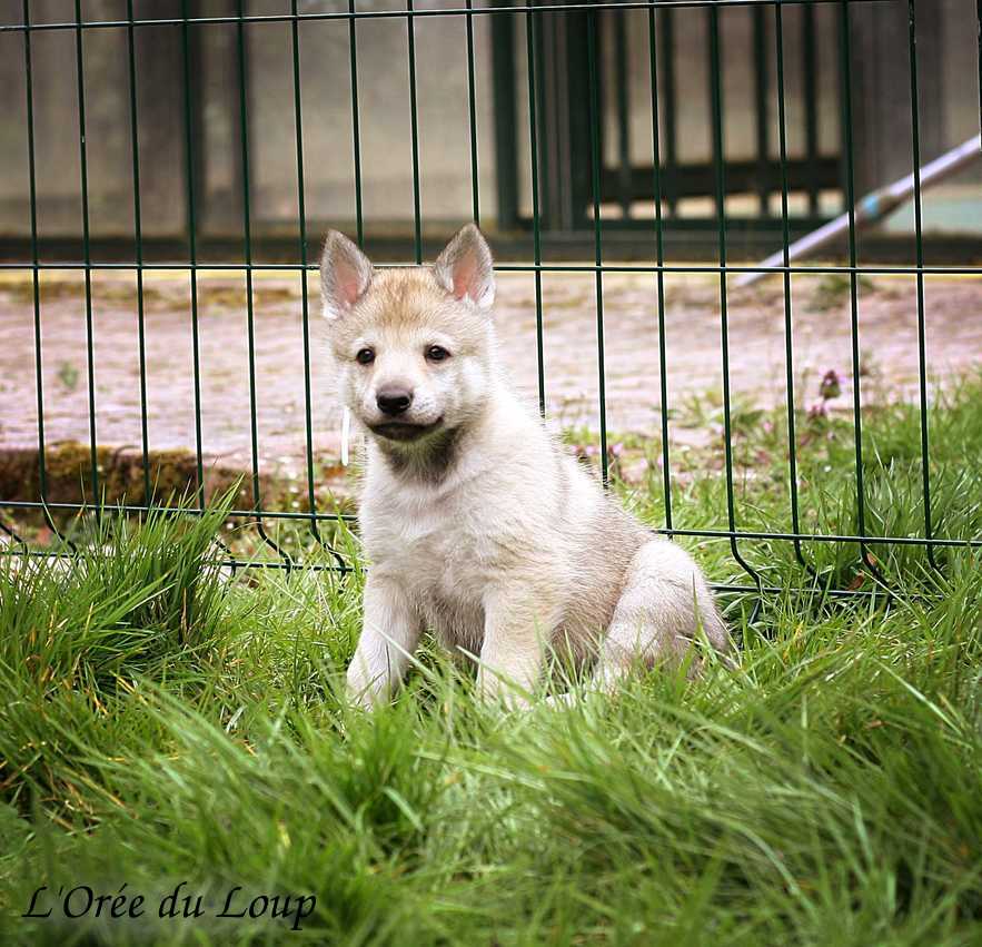 chiot chien-loup tchécoslovaque 5 semaines - L'Orée du Loup