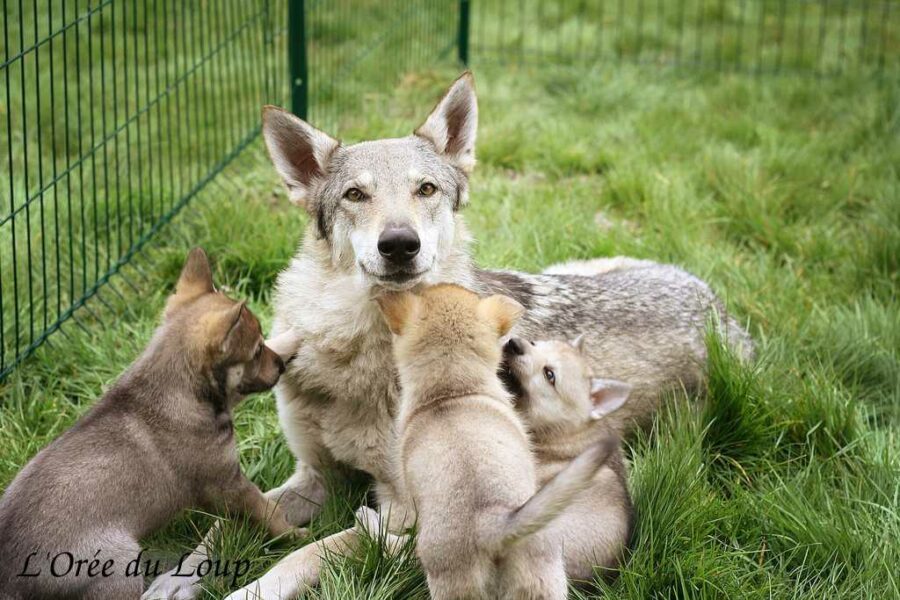 chiot chien-loup tchécoslovaque 5 semaines - L'Orée du Loup