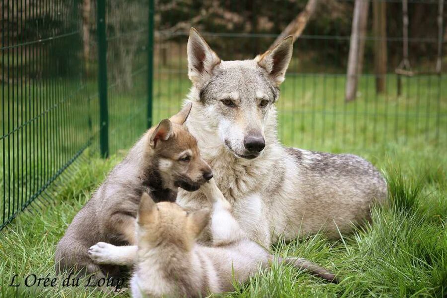 chiot chien-loup tchécoslovaque 5 semaines - L'Orée du Loup